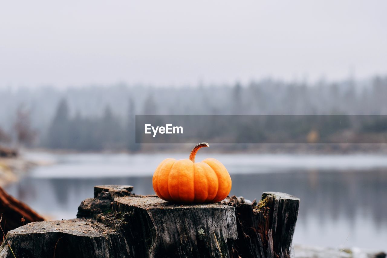 Pumpkin on wooden post in lake during winter