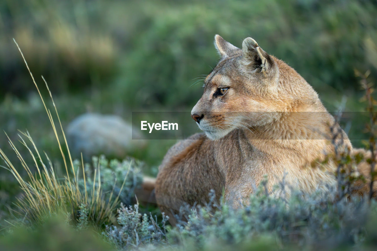 close-up of cat on field