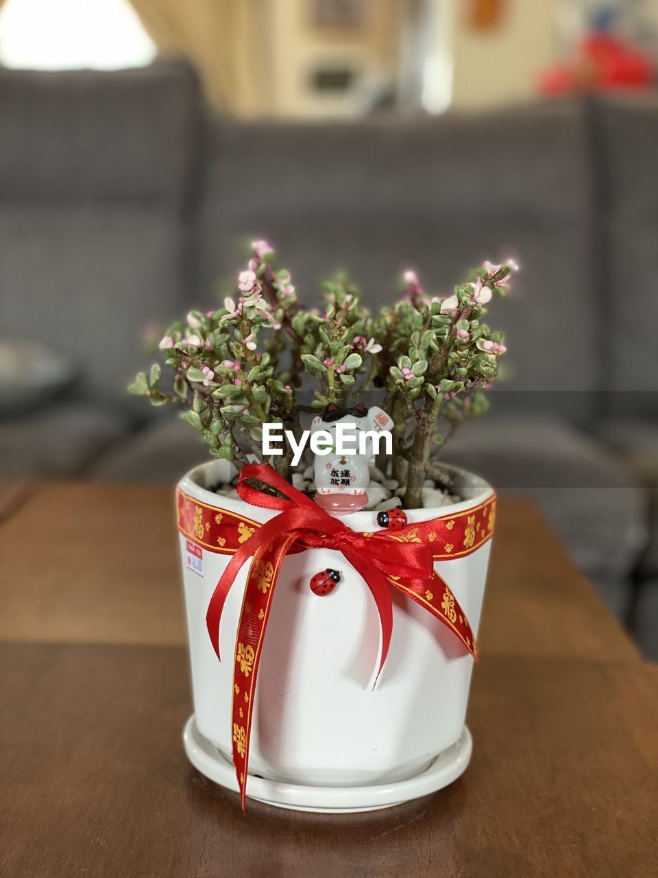 Close-up of potted plant on table