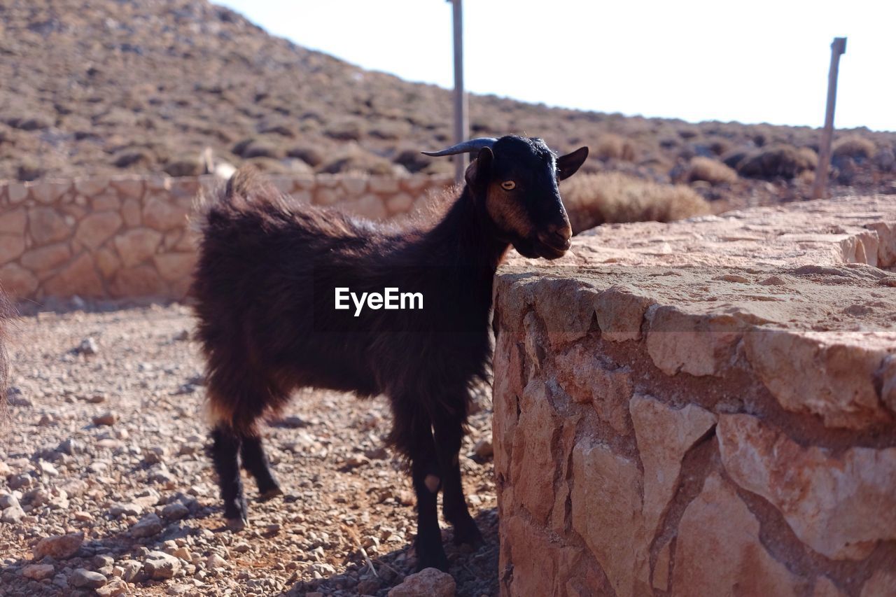 Goat standing by stone wall by hill