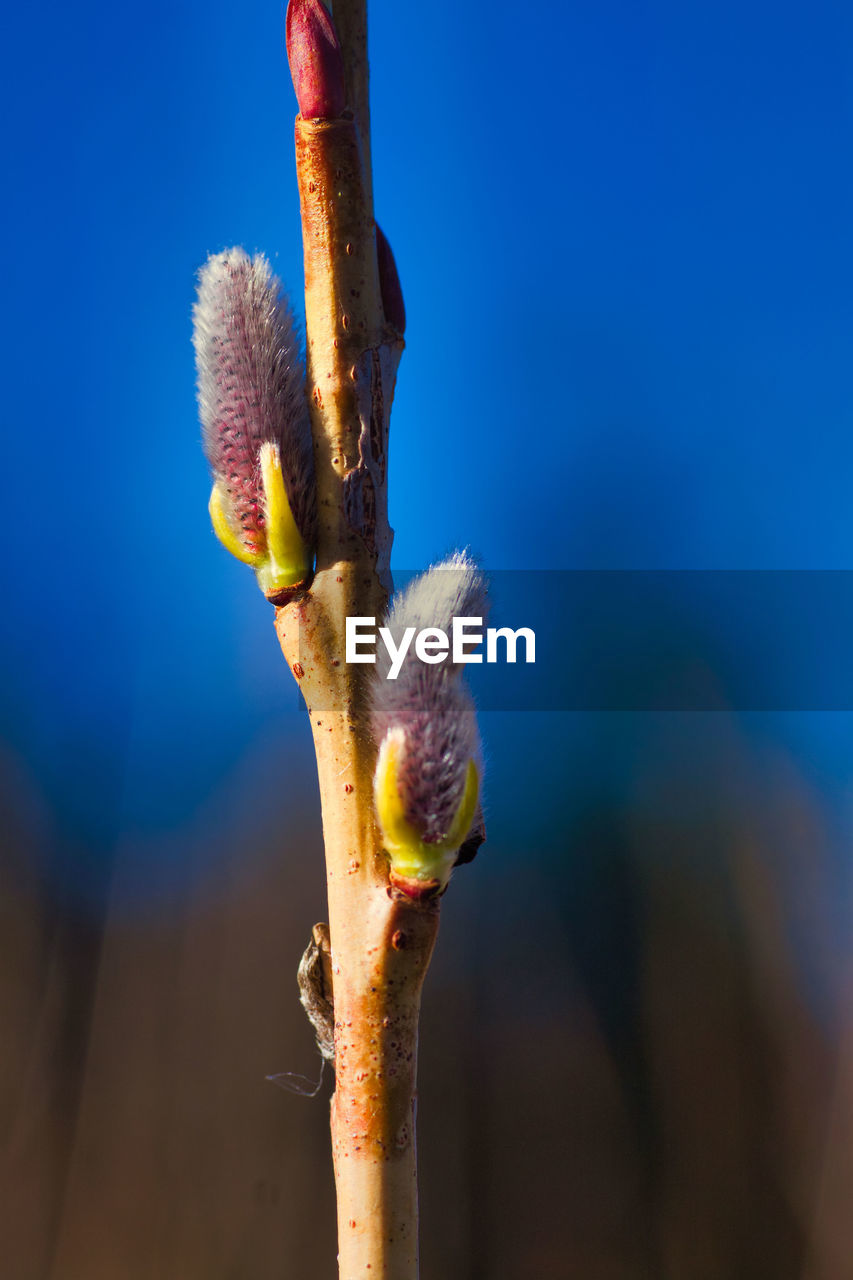 Close-up of blue flowering plant