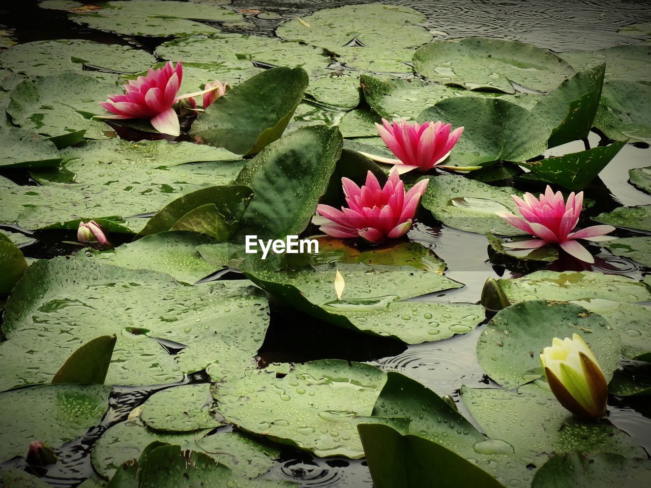 LOTUS WATER LILY IN POND