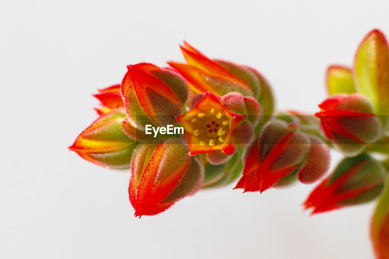 flower, red, yellow, plant, flowering plant, freshness, macro photography, close-up, petal, beauty in nature, nature, studio shot, leaf, no people, flower head, white background, fruit, growth, fragility, inflorescence, food and drink, indoors, food