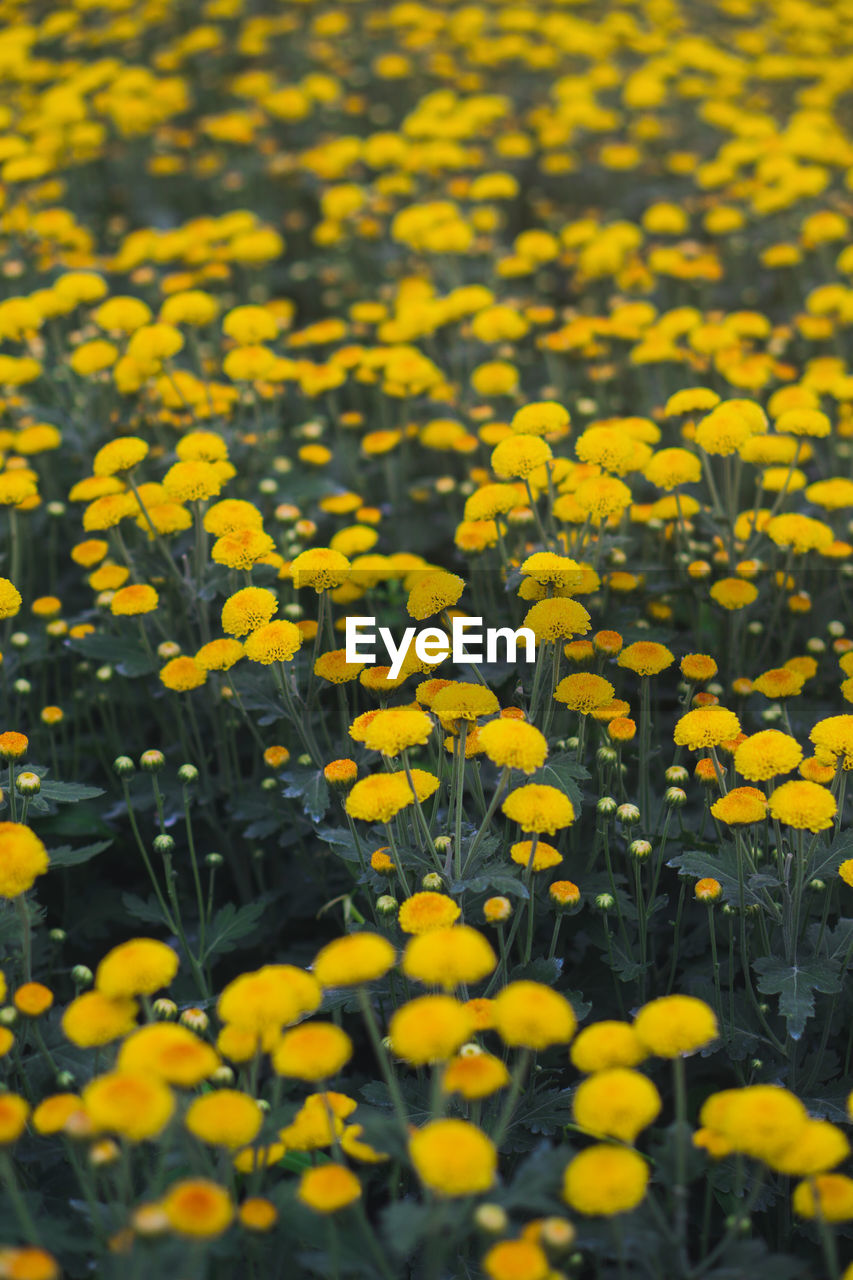 FULL FRAME SHOT OF YELLOW FLOWERING PLANTS