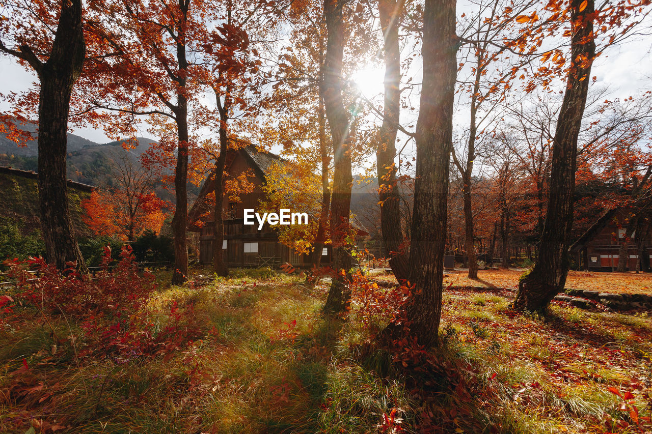 TREES BY PLANTS IN FOREST DURING AUTUMN