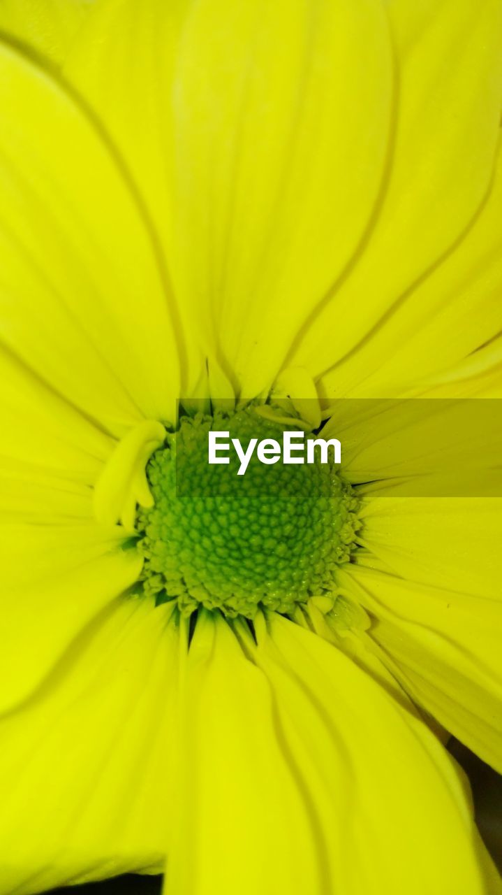 FULL FRAME SHOT OF YELLOW SUNFLOWER