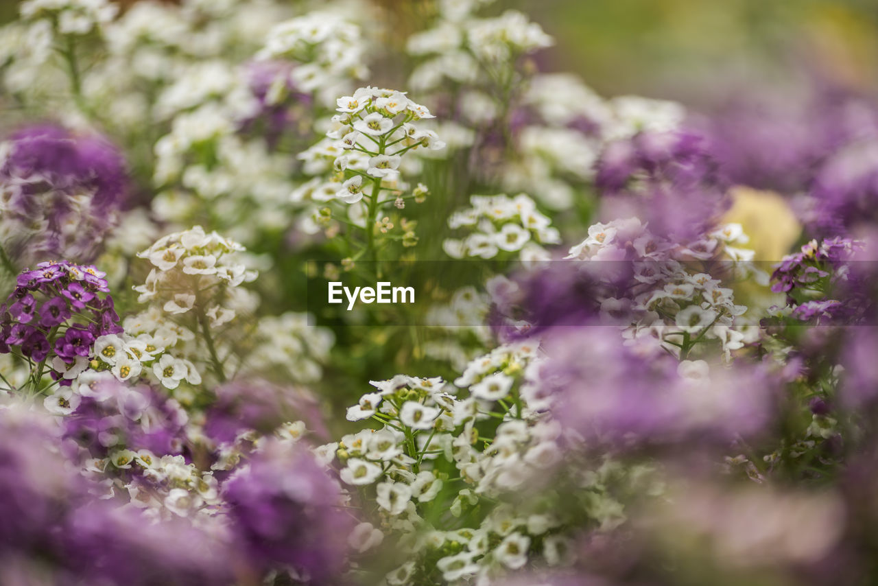 Close-up of purple flowering plants