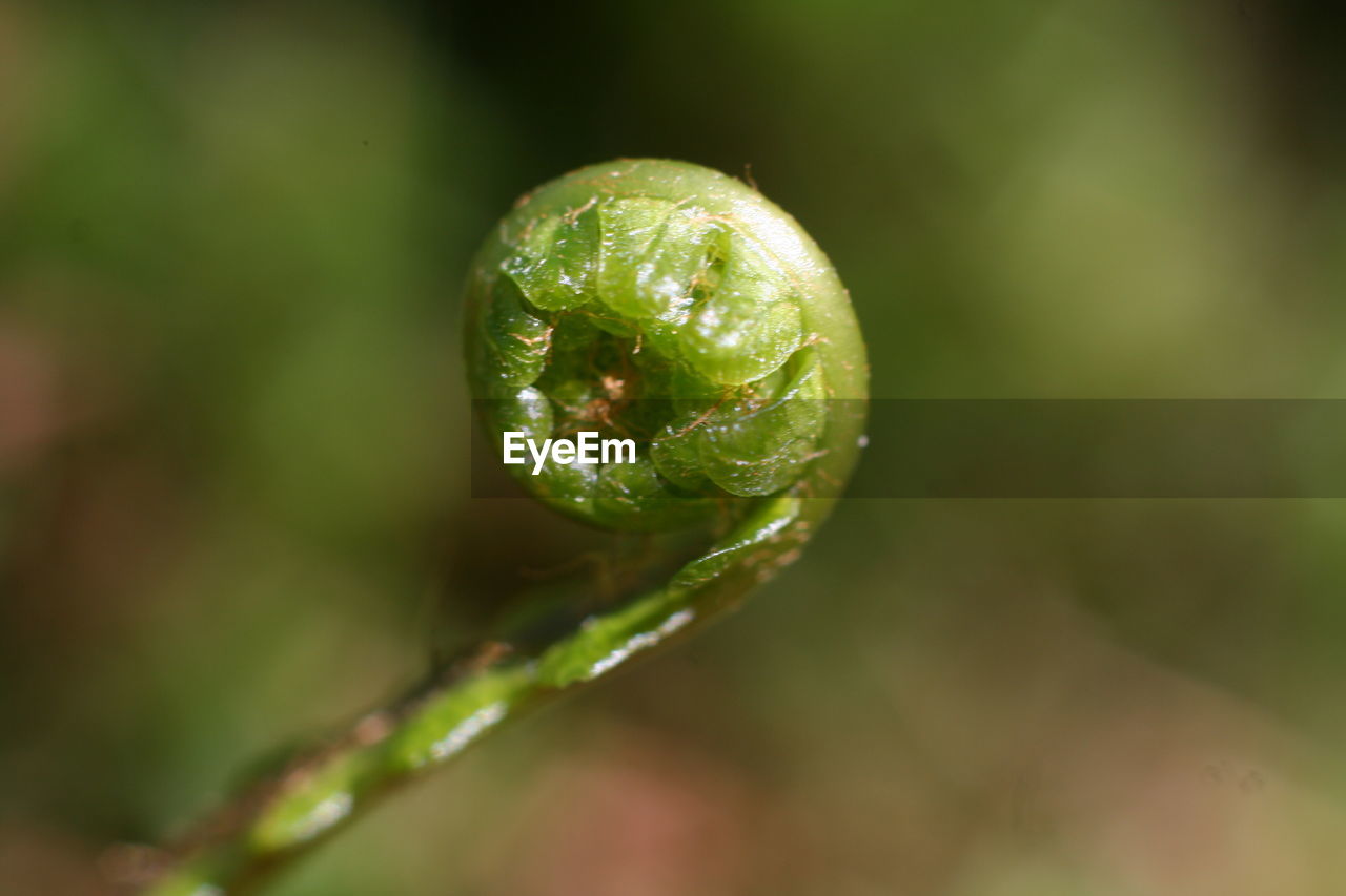 CLOSE-UP OF FRESH GREEN PLANT