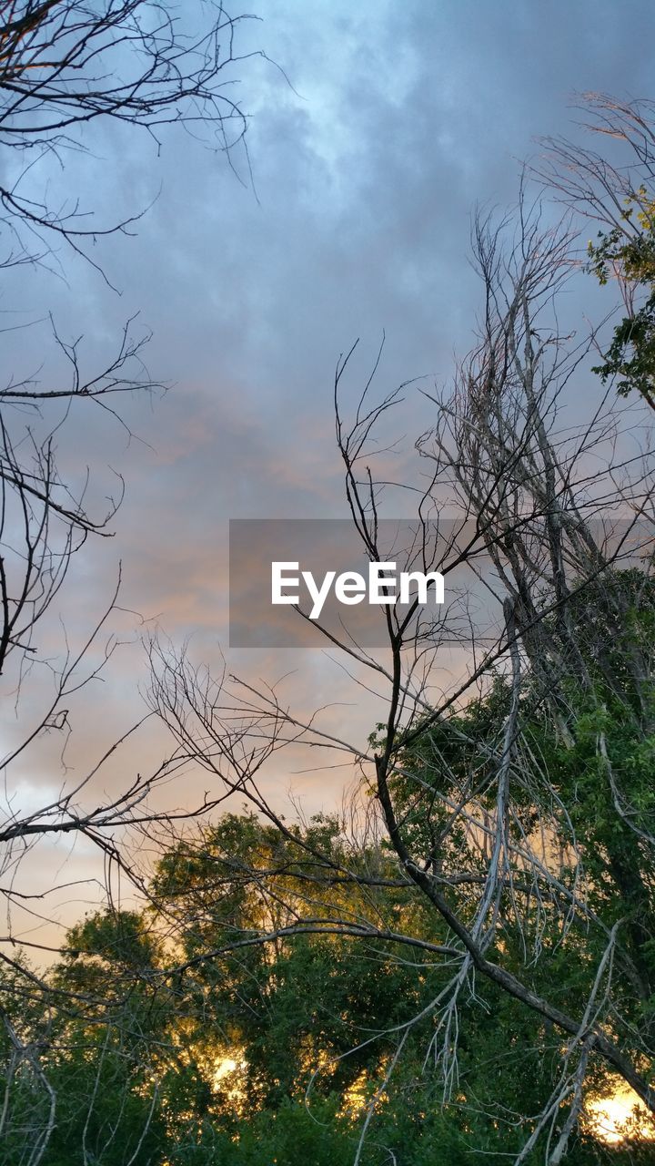 TREES ON FIELD AGAINST CLOUDY SKY