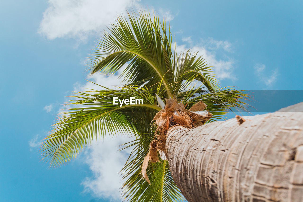 Low angle view of palm tree against blue sky.