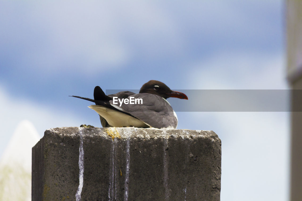 Close-up of bird perching on wooden post against sky