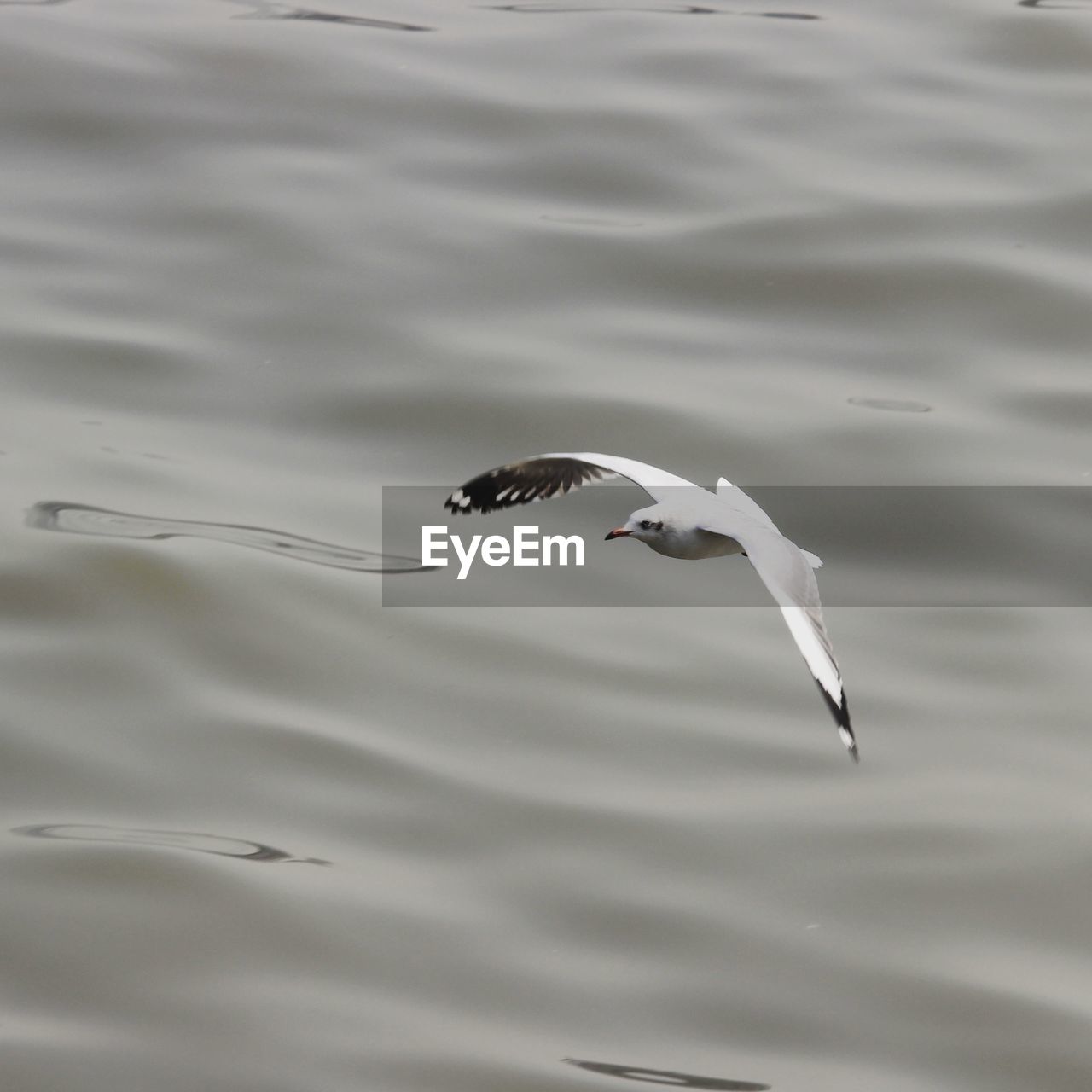 HIGH ANGLE VIEW OF SEAGULL FLYING IN LAKE