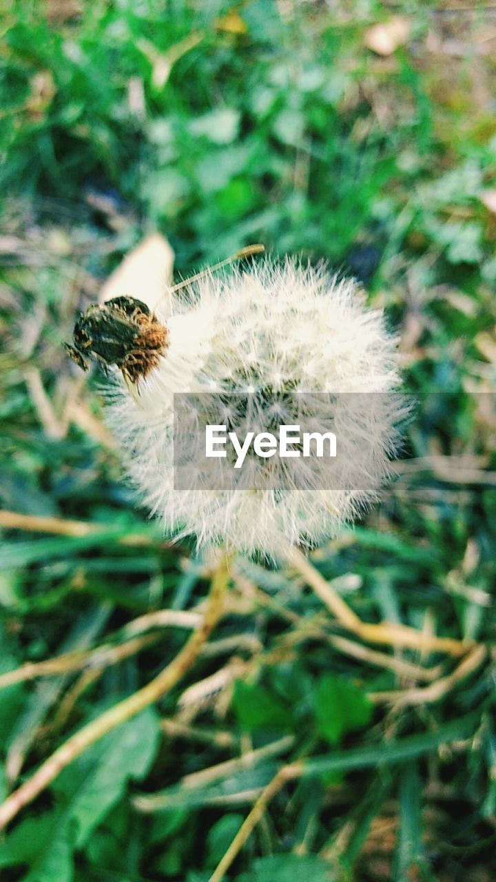 CLOSE-UP OF HONEY BEE ON WHITE DANDELION