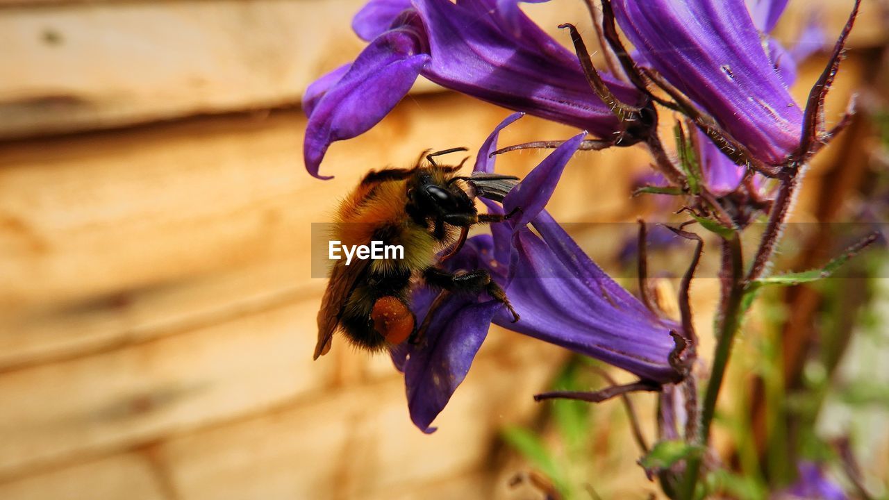 CLOSE-UP OF BEE ON PURPLE FLOWERS