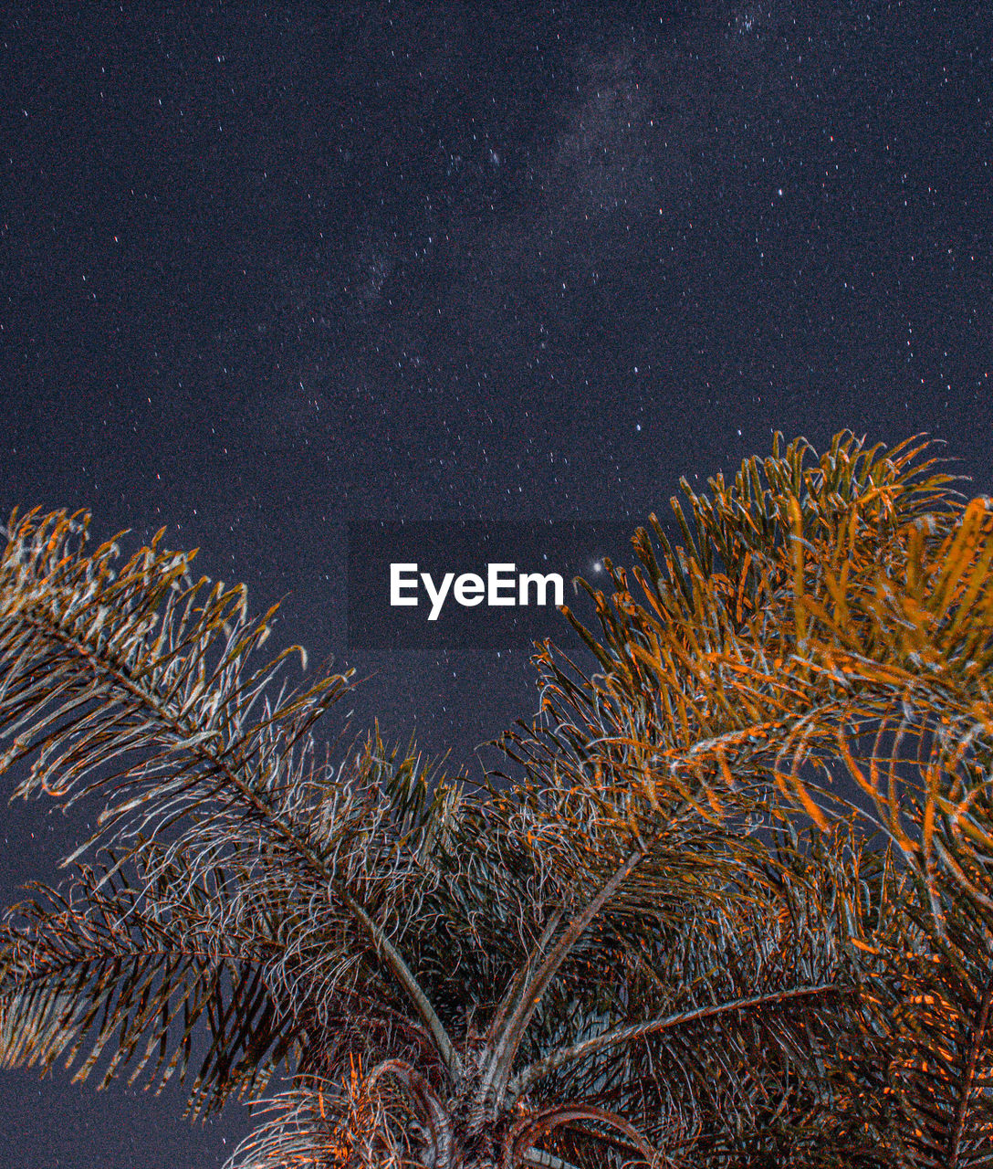 LOW ANGLE VIEW OF PLANT AGAINST SKY AT NIGHT