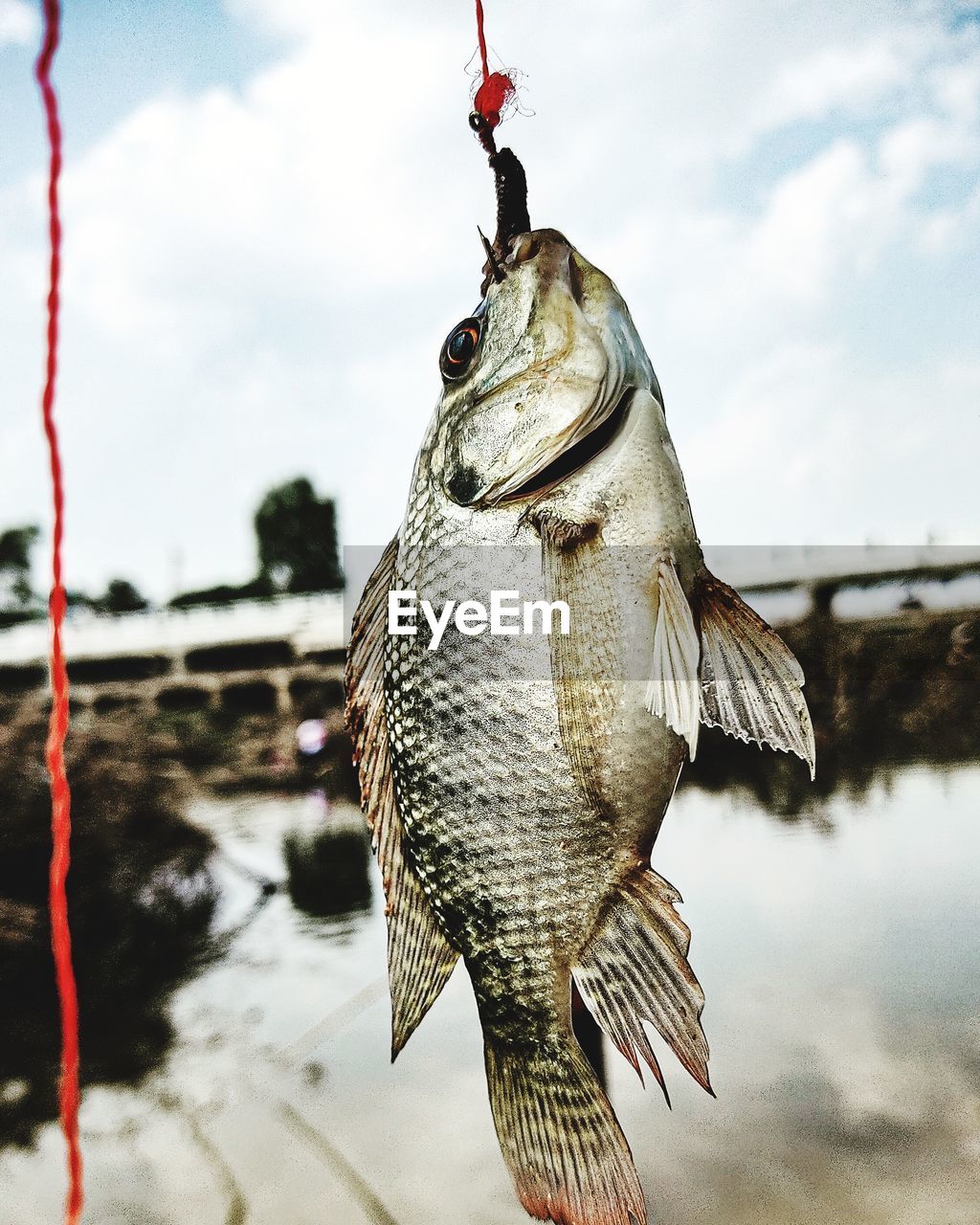 Portrait of woman holding fish