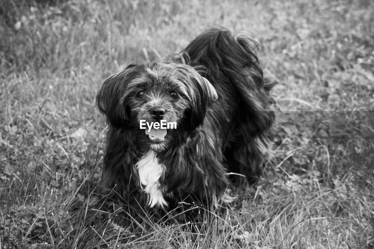 Close-up of dog on grassy field in black and white