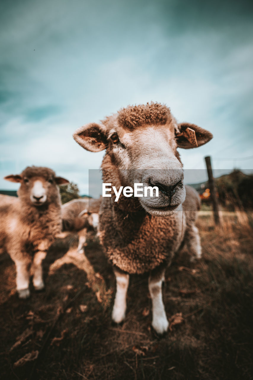 Portrait of sheep on field