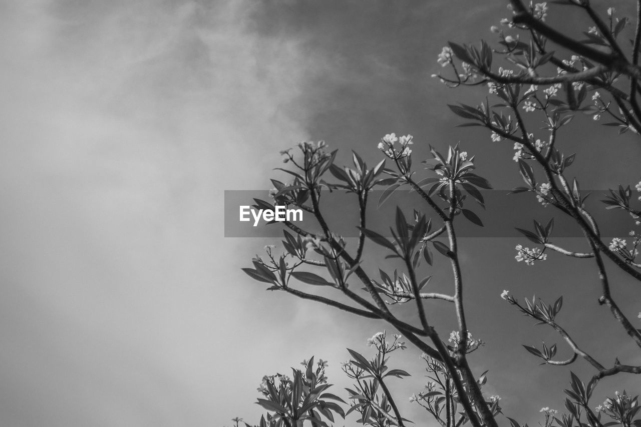 Low angle view of bare trees against sky