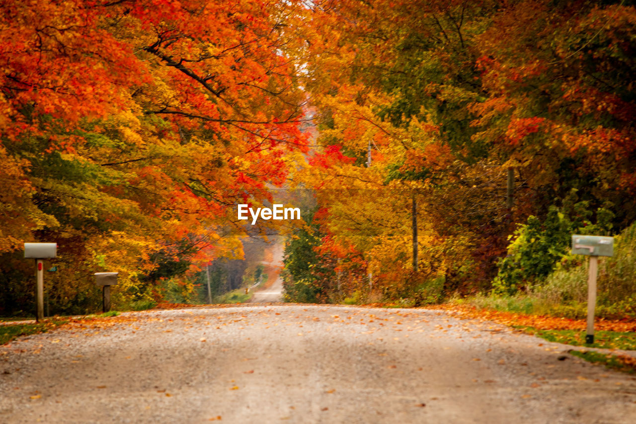 ROAD AMIDST TREES IN FOREST
