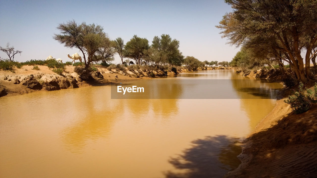 SCENIC VIEW OF RIVER AMIDST TREES AGAINST CLEAR SKY