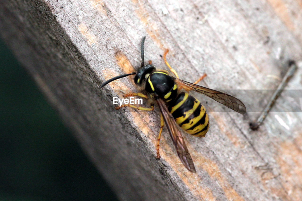 HIGH ANGLE VIEW OF BEES