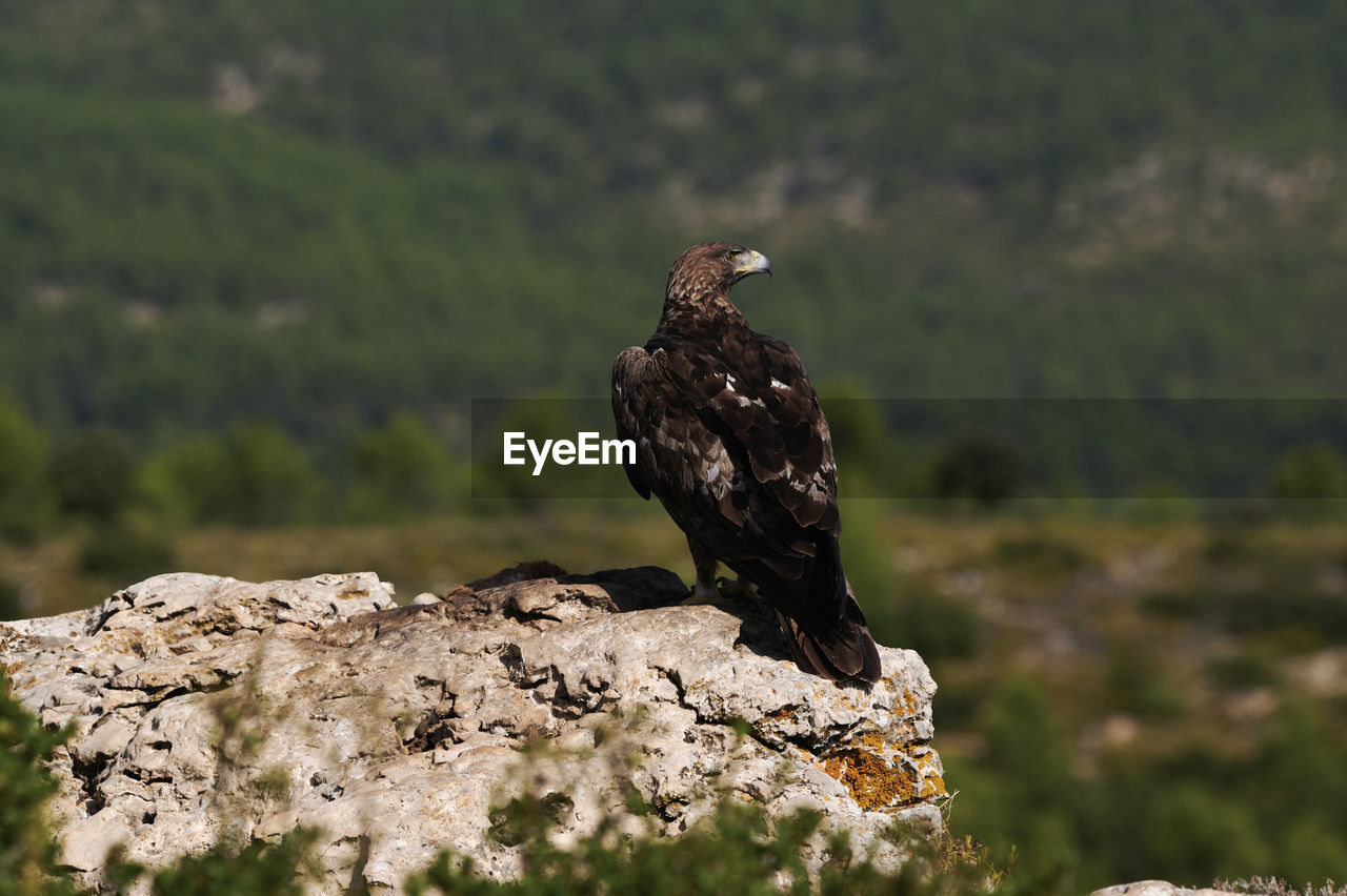 Golden eagle resting in summer day