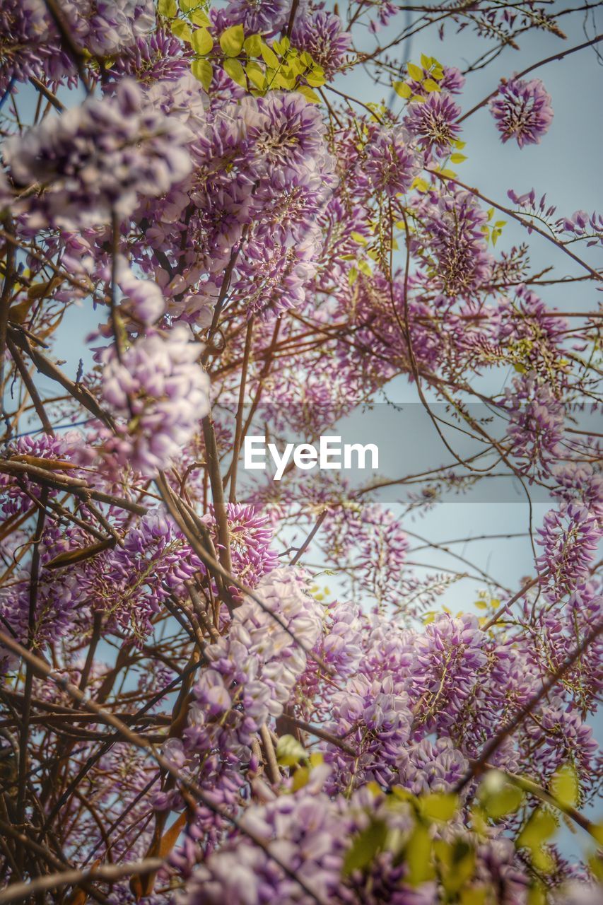 PINK FLOWERS ON TREE