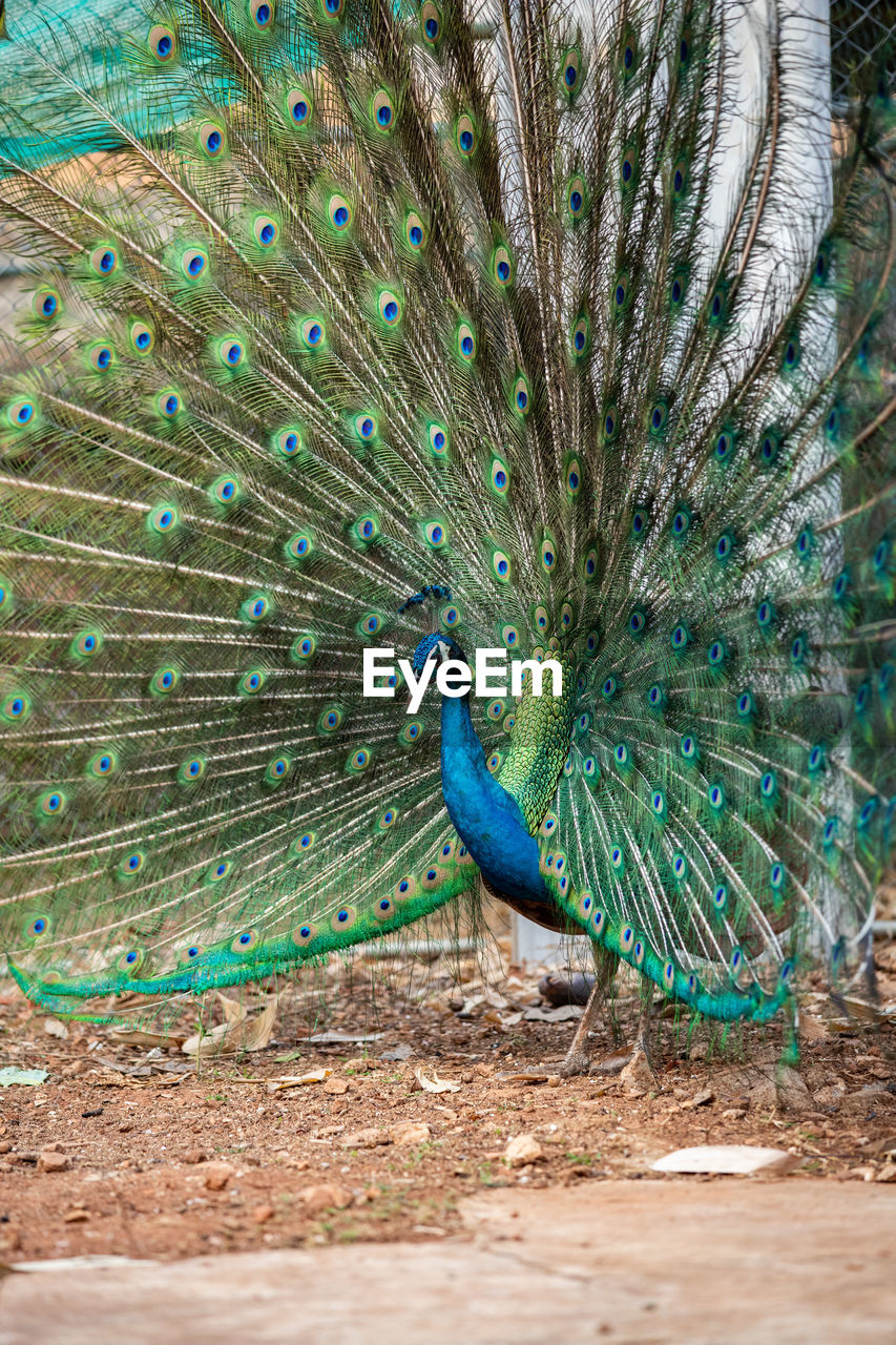 PEACOCK IN A BIRD