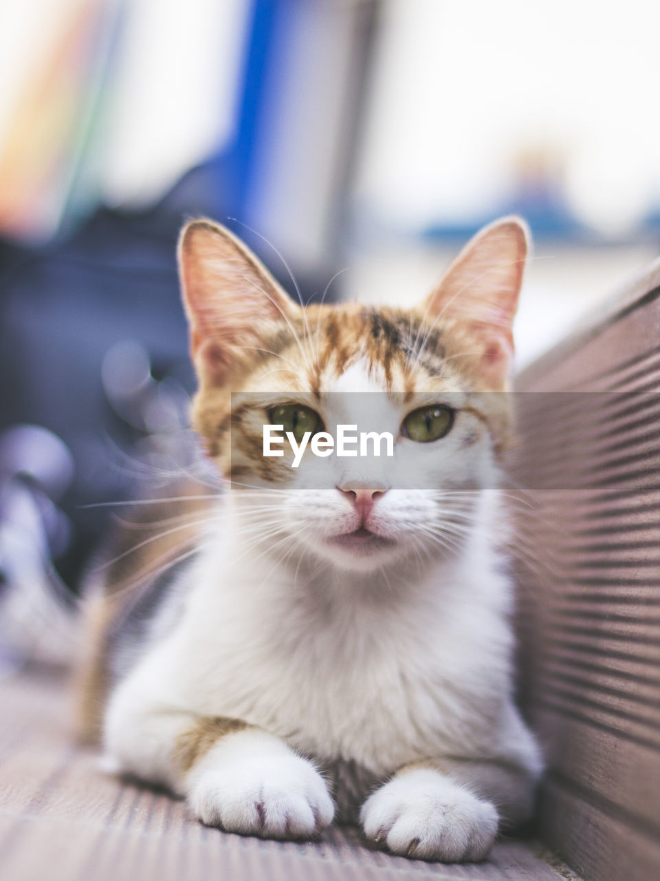 CLOSE-UP PORTRAIT OF CAT WITH EYES