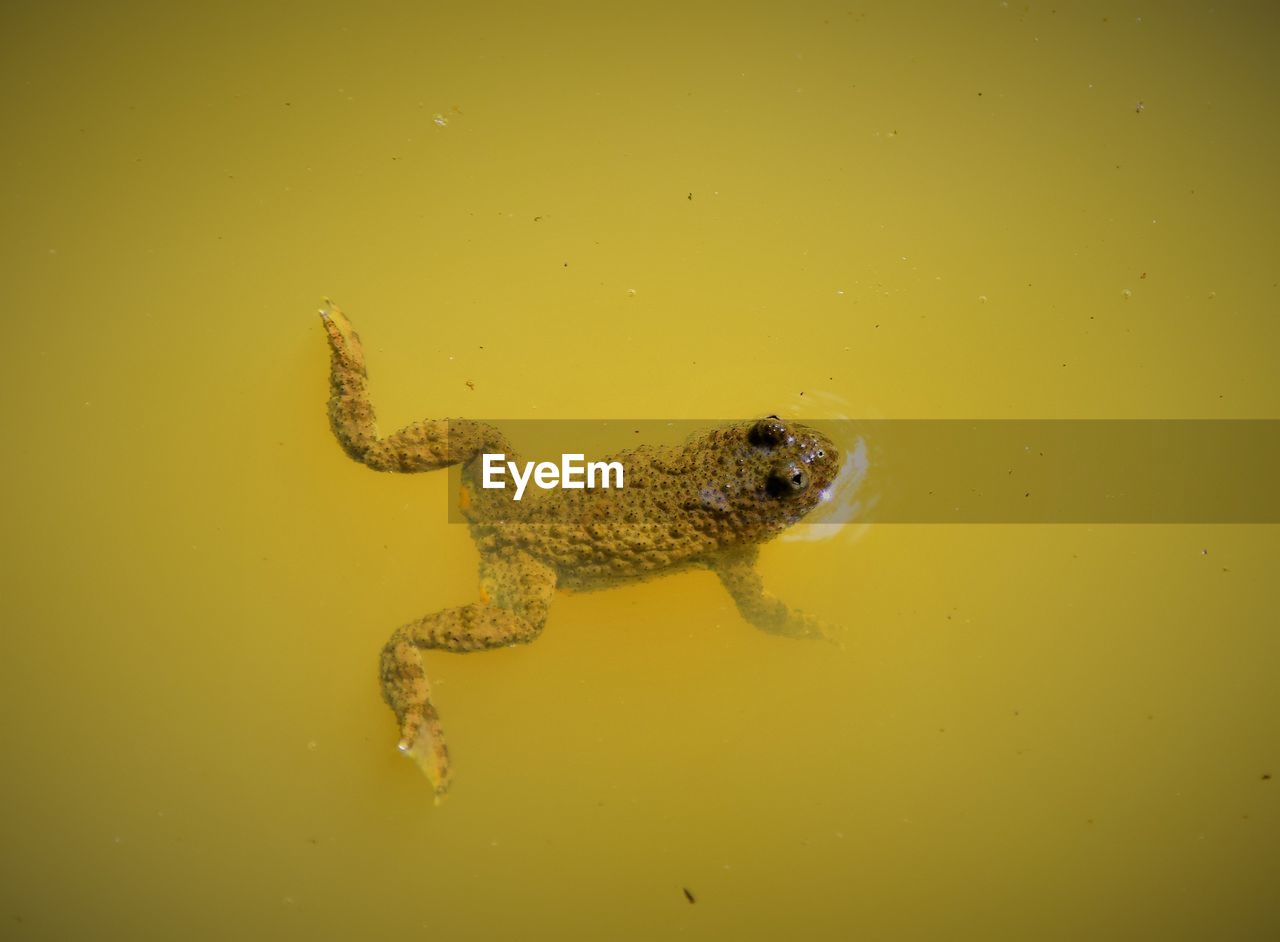 High angle view of a turtle in water