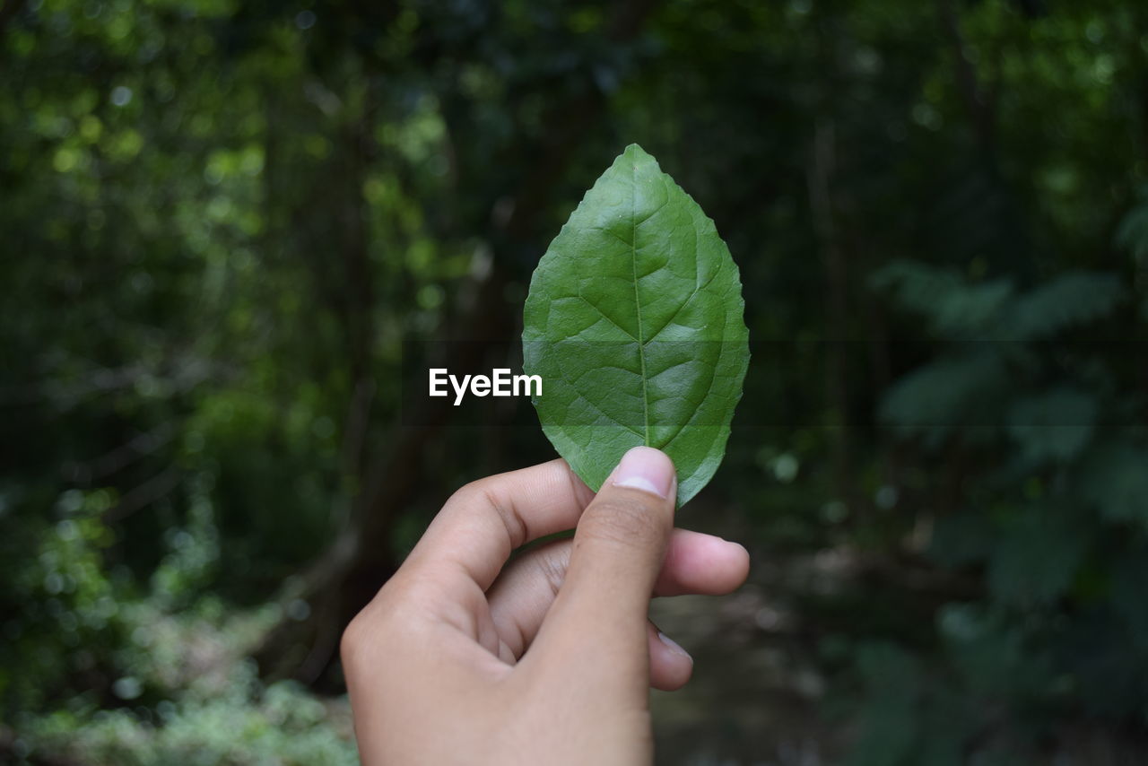 CROPPED IMAGE OF HAND HOLDING LEAVES