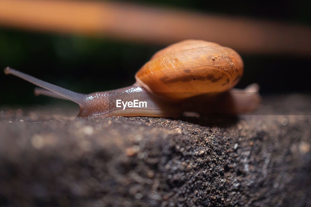 snail, snails and slugs, mollusk, gastropod, close-up, animal, animal themes, animal wildlife, macro photography, one animal, selective focus, animal antenna, animal body part, wildlife, boredom, no people, crawling, shell, slimy, nature, animal shell, macro, slug, outdoors, brown