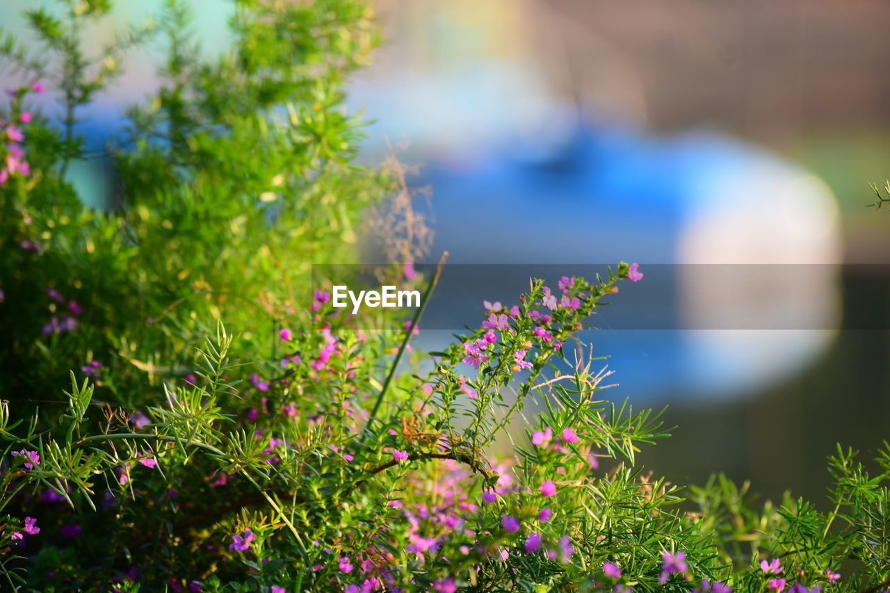 Close-up of flowering plants 