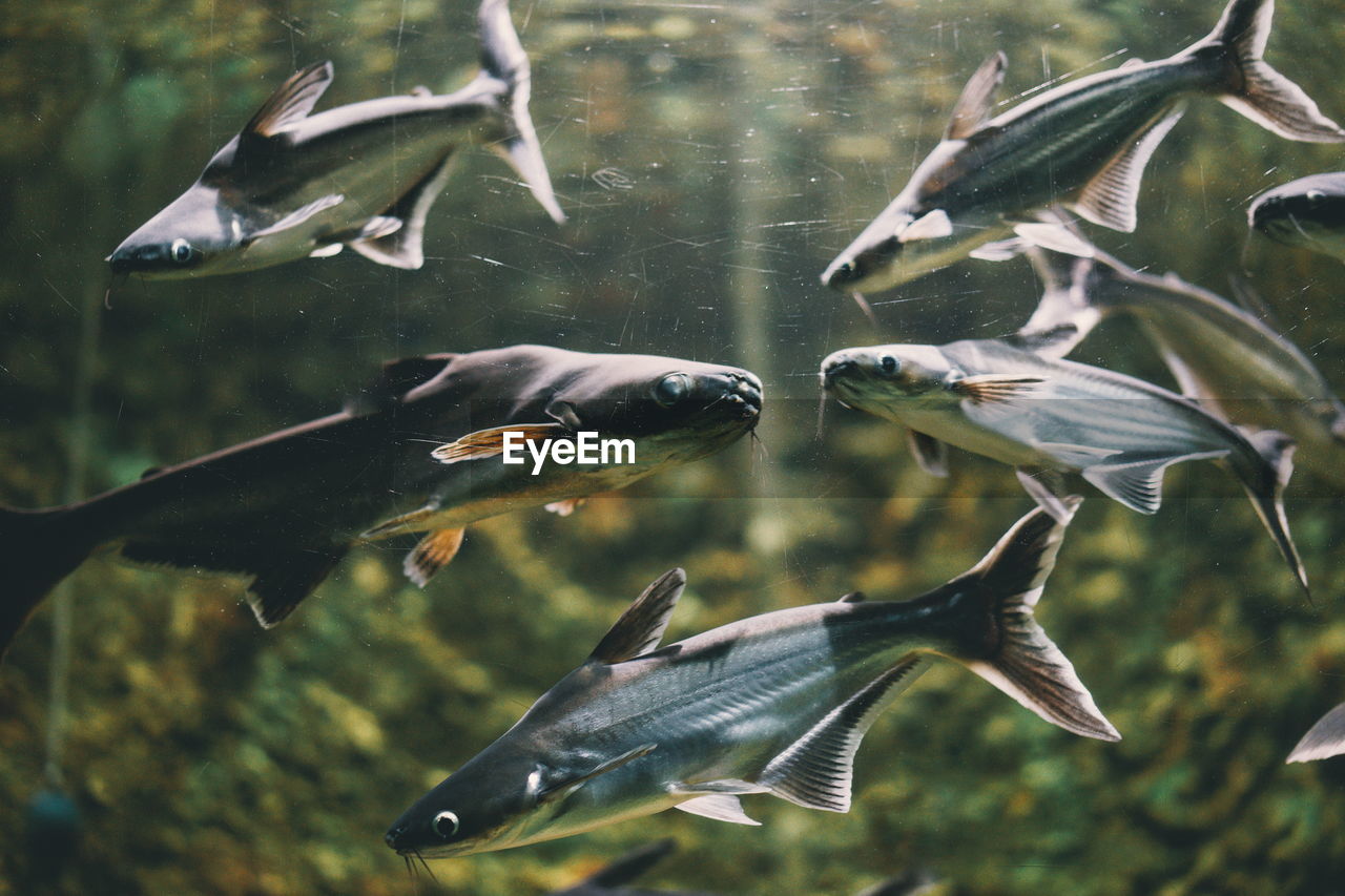 Close-up of fish swimming in water