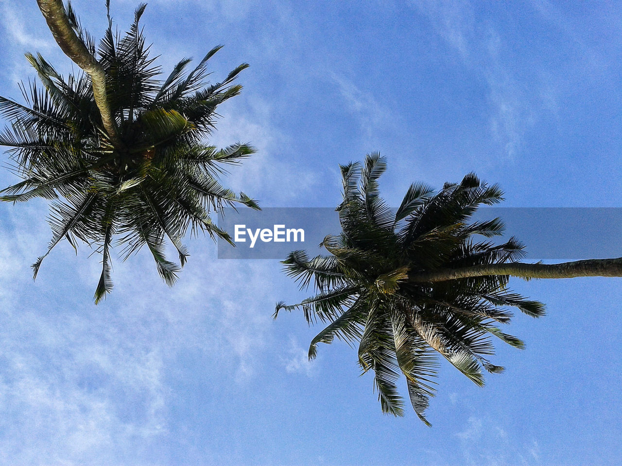 LOW ANGLE VIEW OF TREE