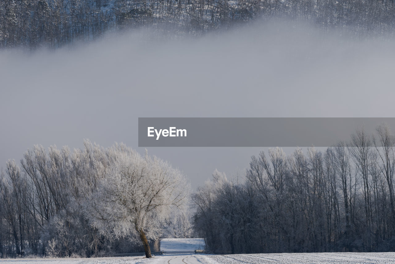 BARE TREES ON SNOW COVERED LAND