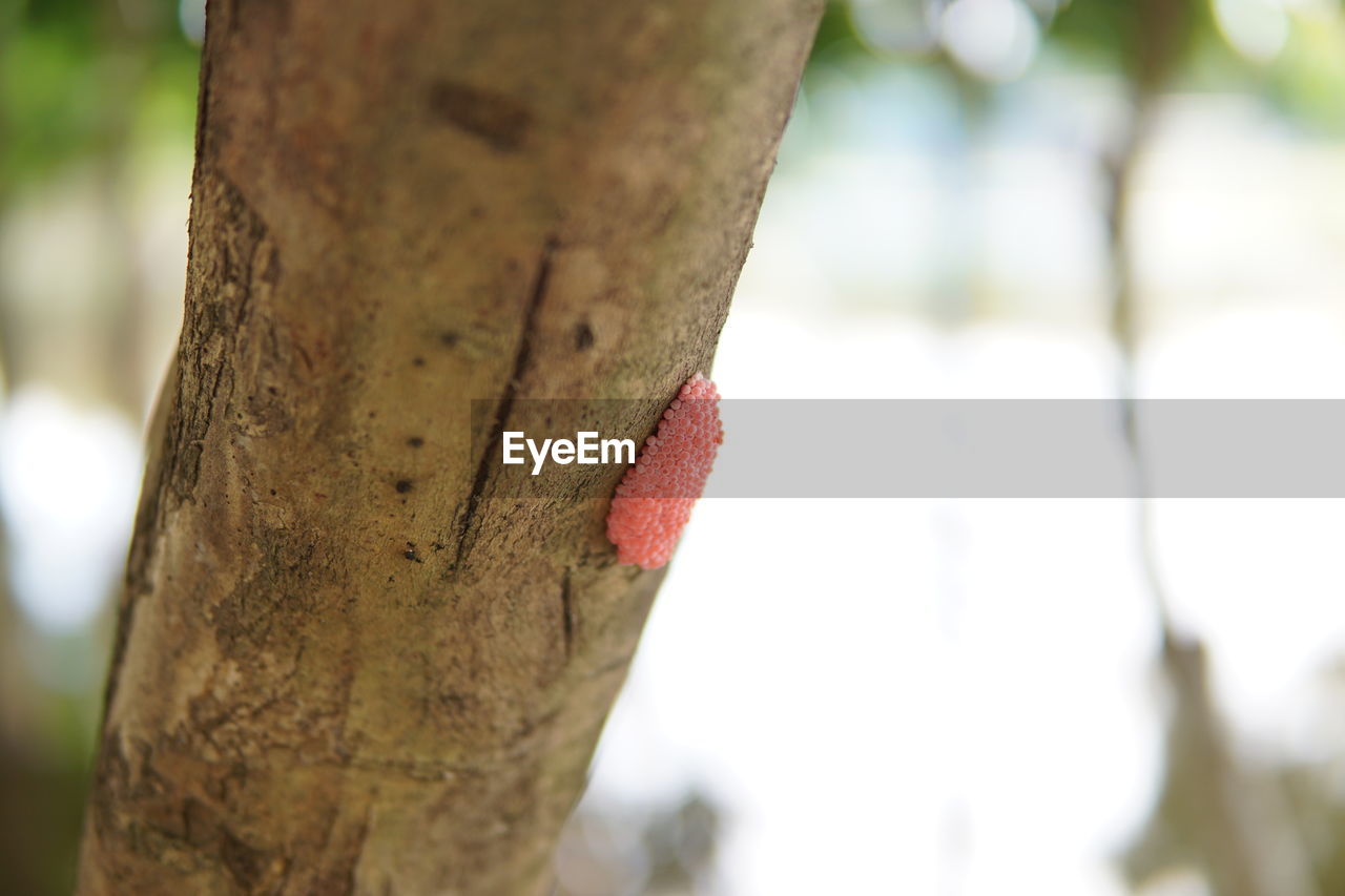 CLOSE-UP OF HEART SHAPE ON TREE TRUNK AGAINST BLURRED BACKGROUND