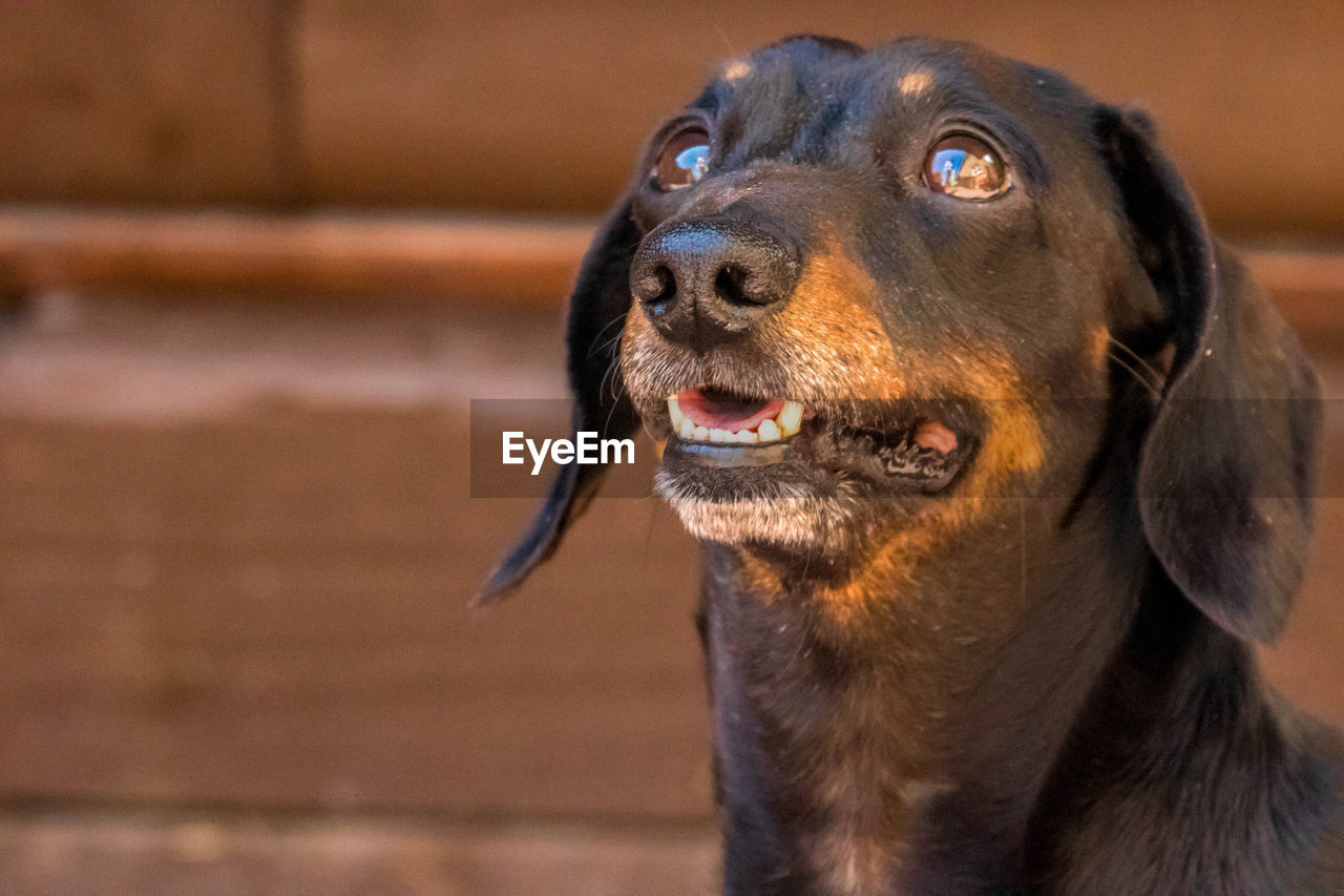 CLOSE-UP OF DOG LOOKING AWAY OUTDOORS