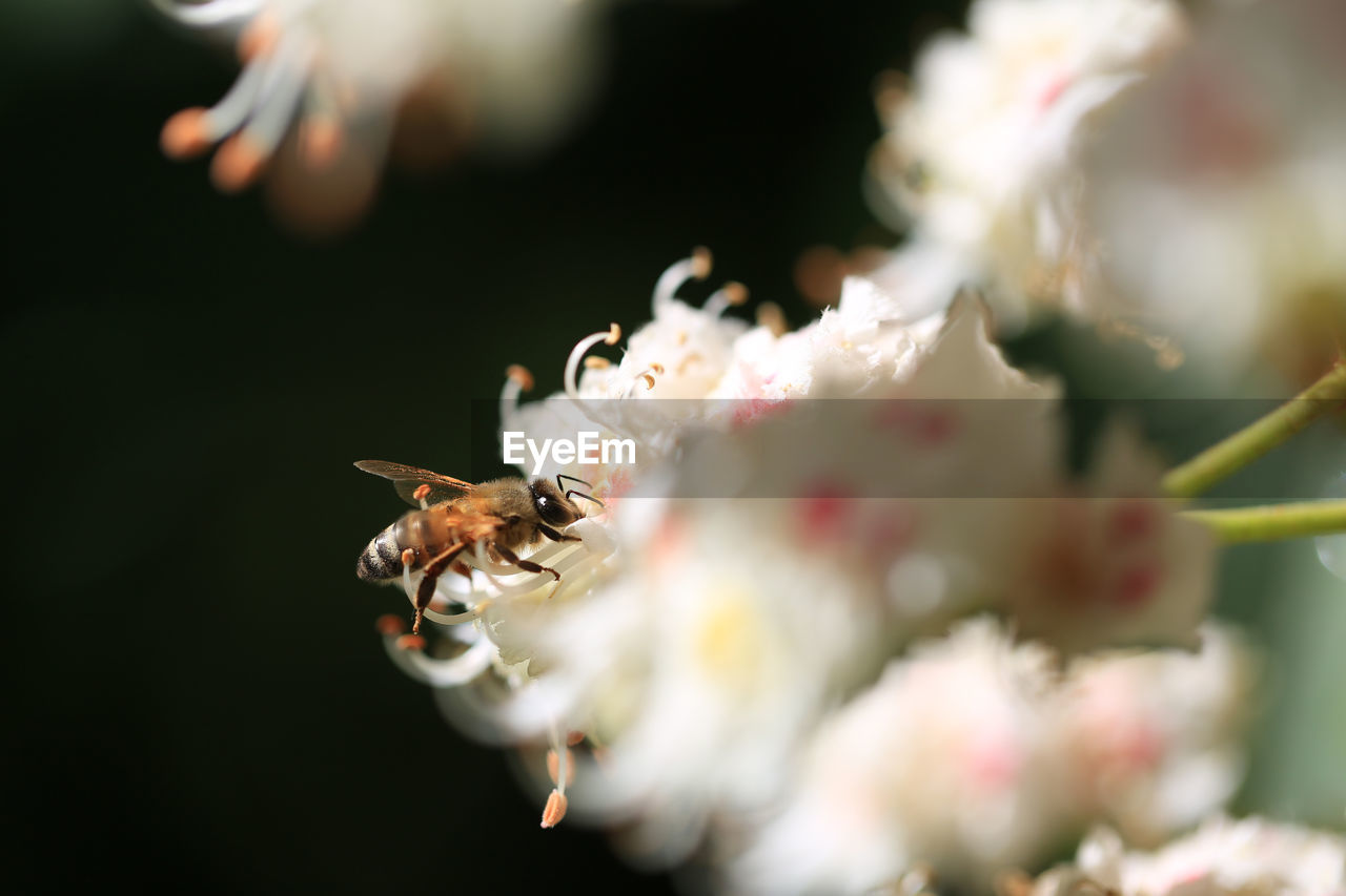 Bee on a flower