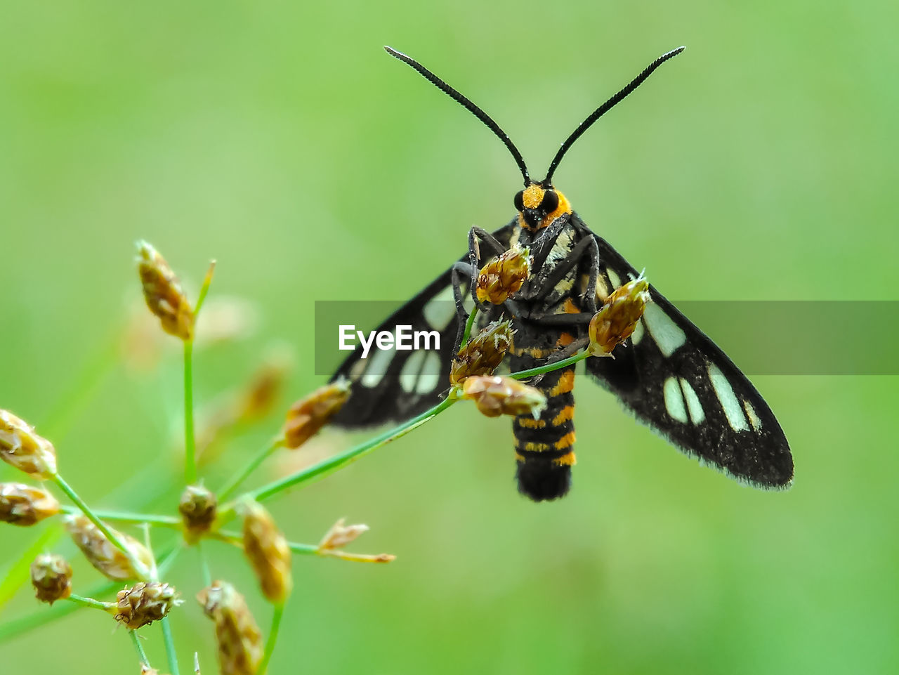 CLOSE-UP OF BUTTERFLY ON PLANTS