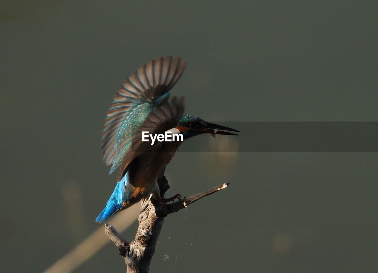 BIRD PERCHING ON A BRANCH