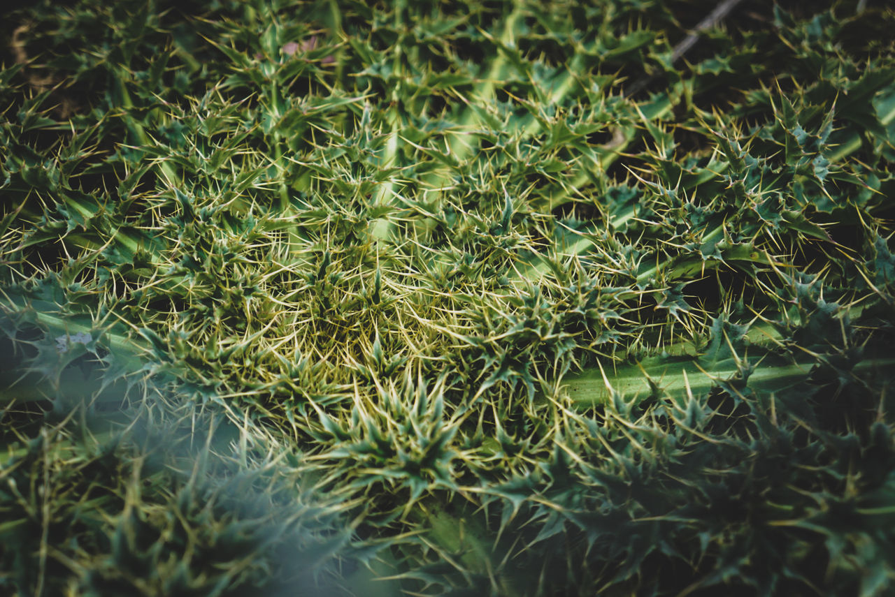 CLOSE UP OF GRASS