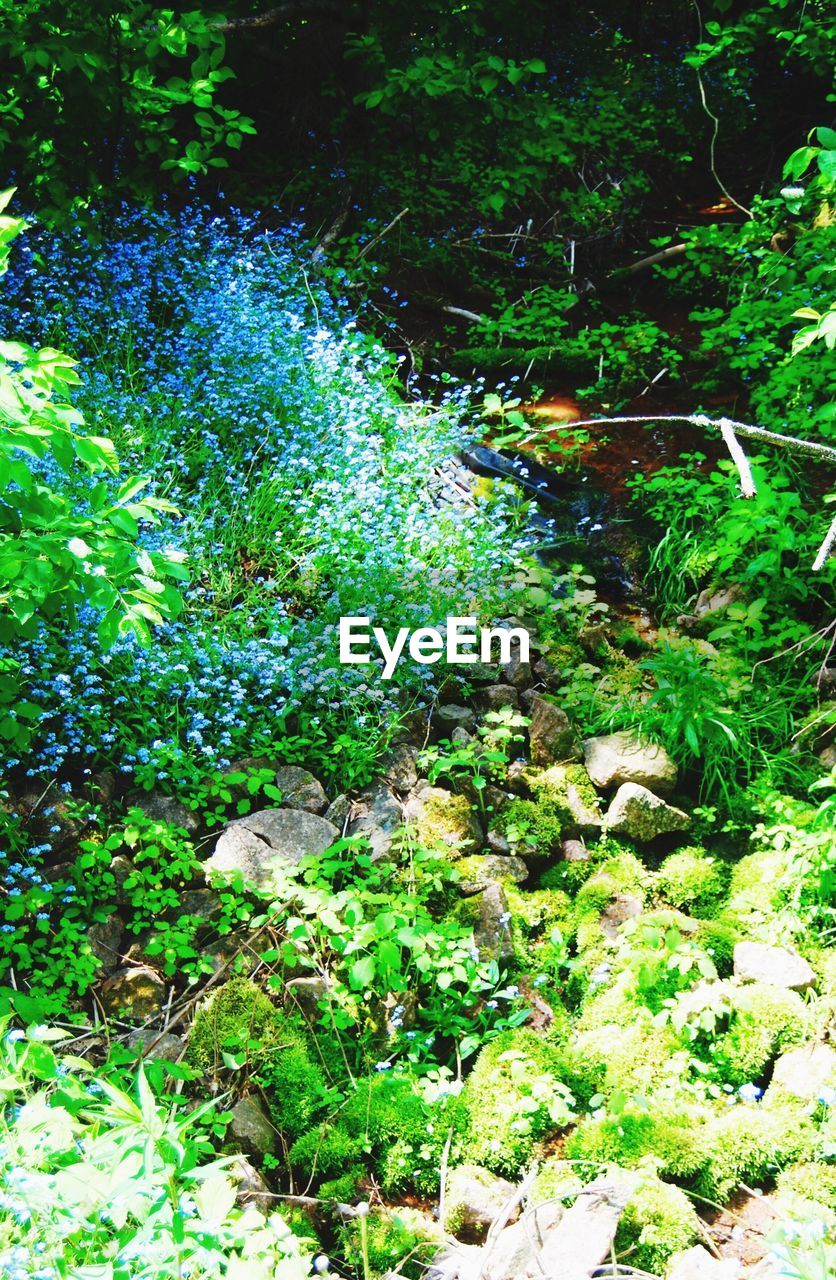 HIGH ANGLE VIEW OF PLANTS GROWING IN FOREST