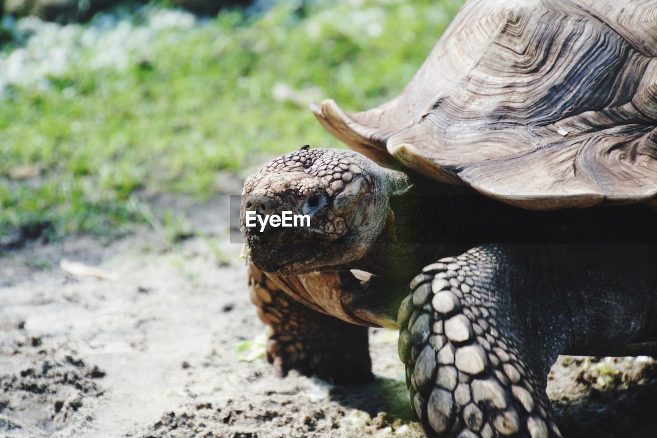 Close-up of turtle on field