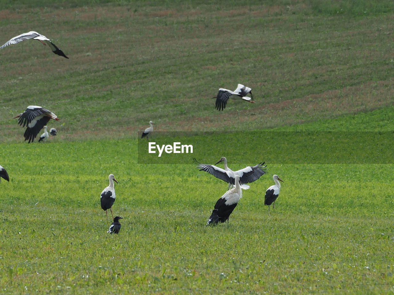 Flock of storks on grassy field. 
