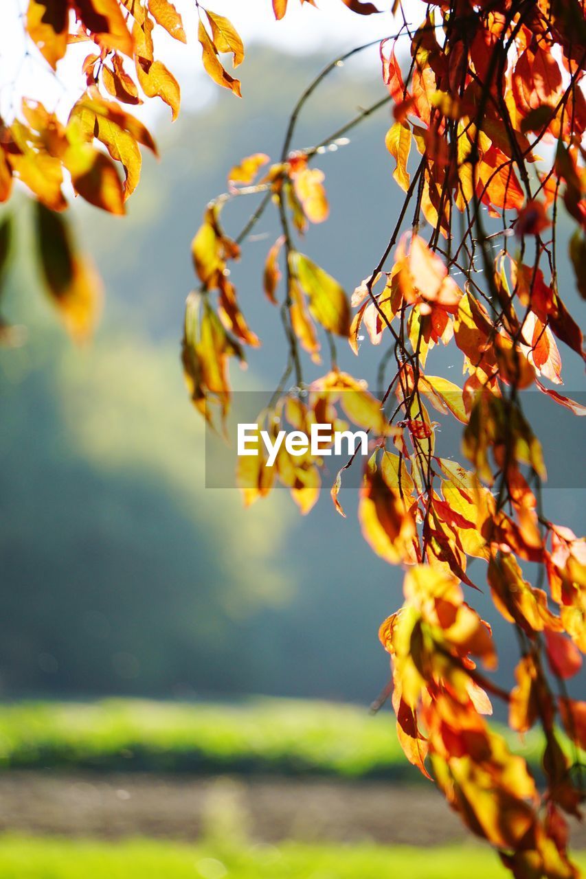 CLOSE-UP OF YELLOW FLOWERS GROWING AT PARK