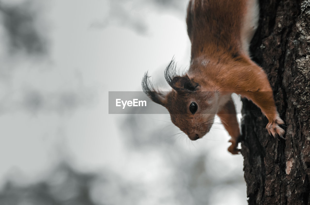 CLOSE-UP OF A SQUIRREL