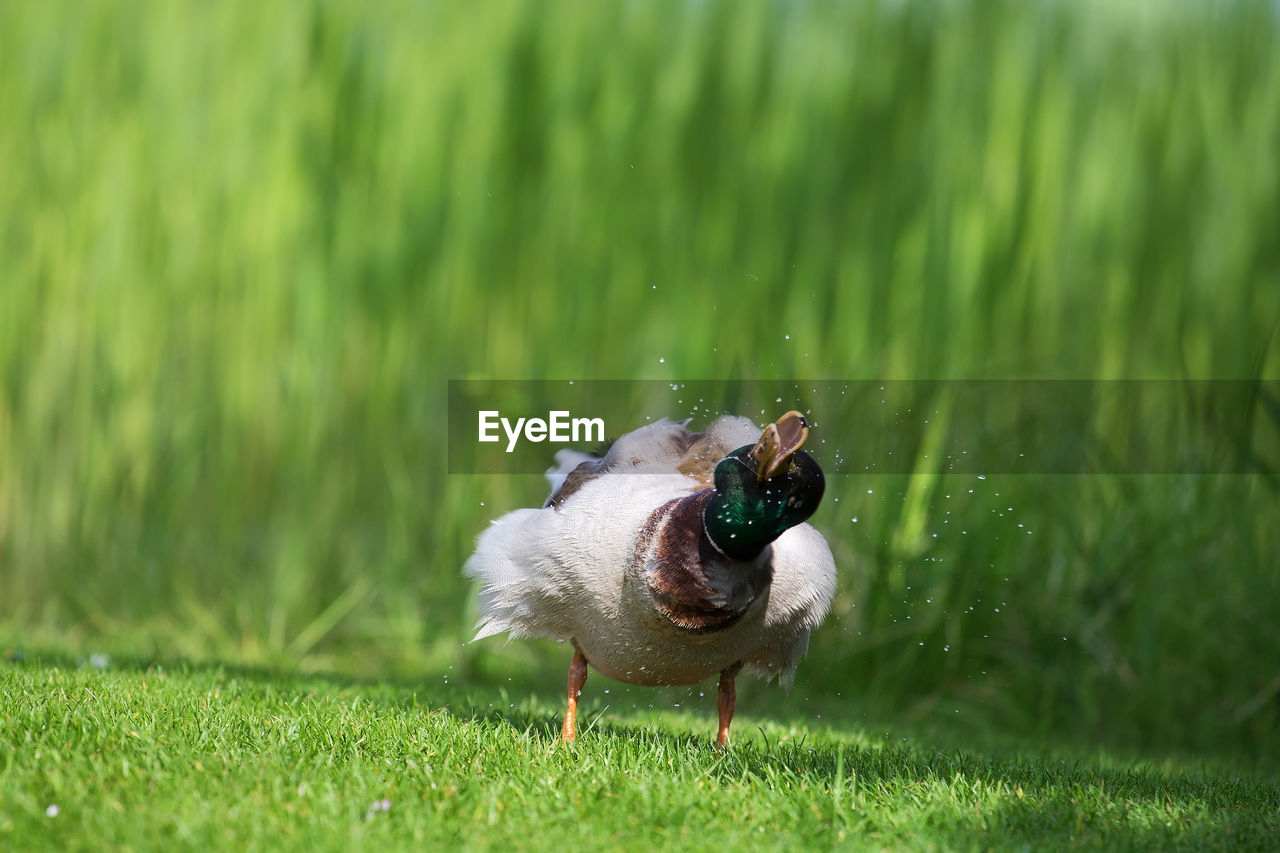 Close-up of mallard duck perching on grass