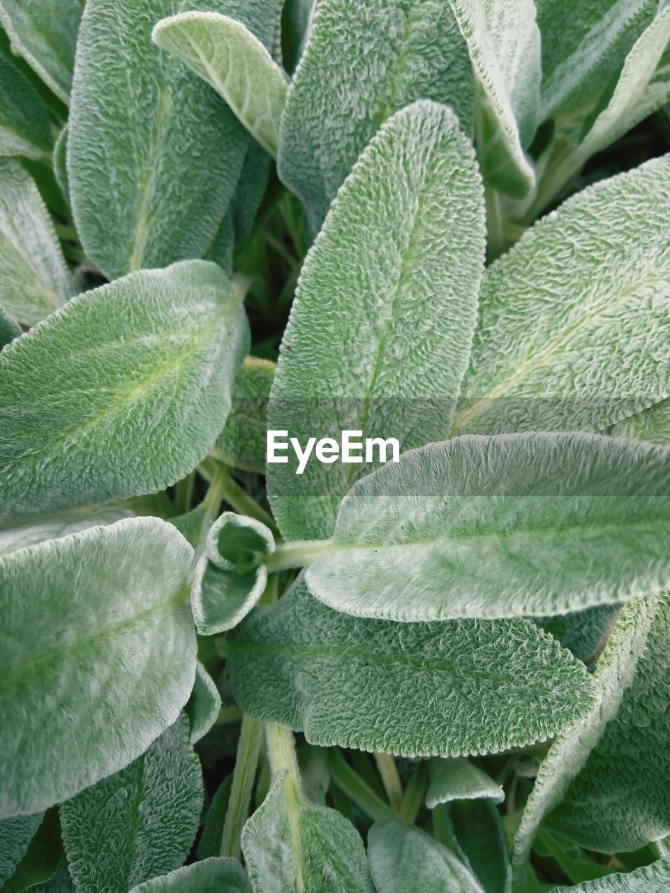 Full frame shot of plant growing outdoors